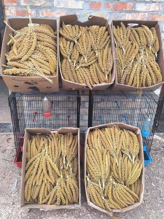 Mei boabe și spice pentru papagali