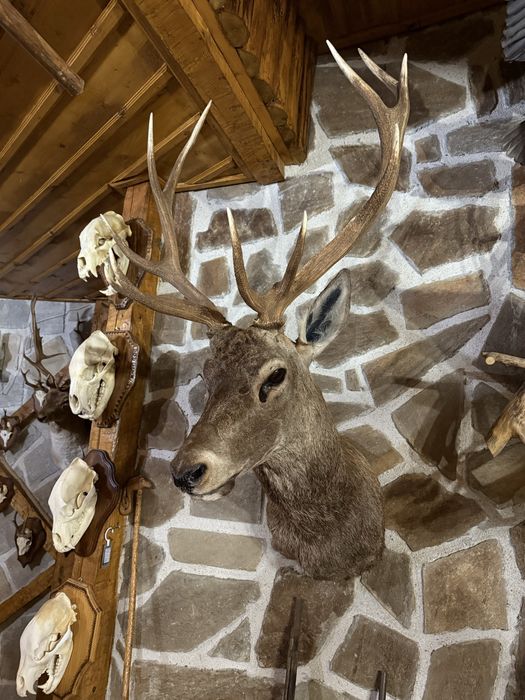 Трофеи от благороден елен