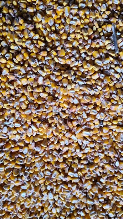 Vand Porumb boabe si  Floarea Soarelui