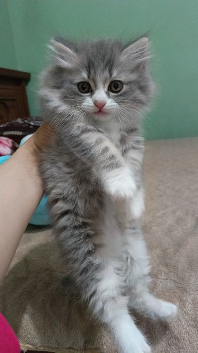 Mushuk bolalari sotiladi