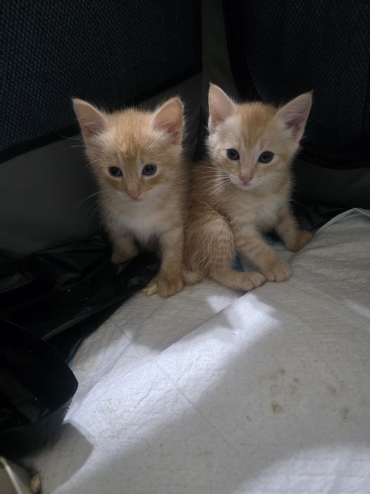 Котята отдам в хорошие руки