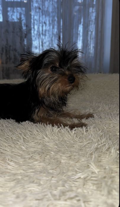 Йоркширский  терьер