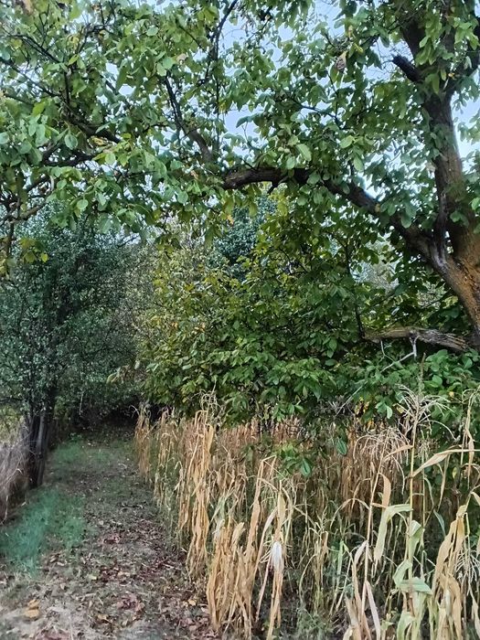 Casă la munte în Vizantea Mănăstirească – 2.000 mp teren, pârâu și pădure