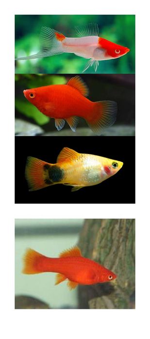 Меченосцы и пецилии