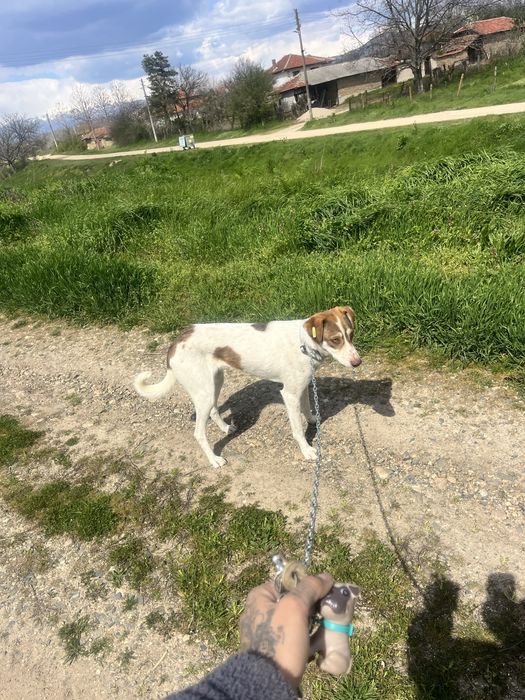 Подарява се мъжко куче