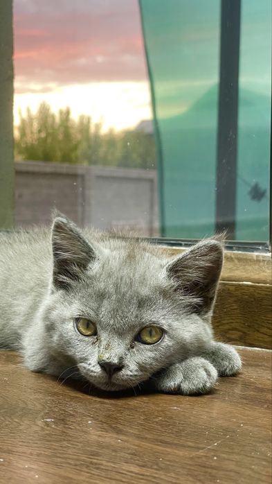 мушук скотиш фолд кошка