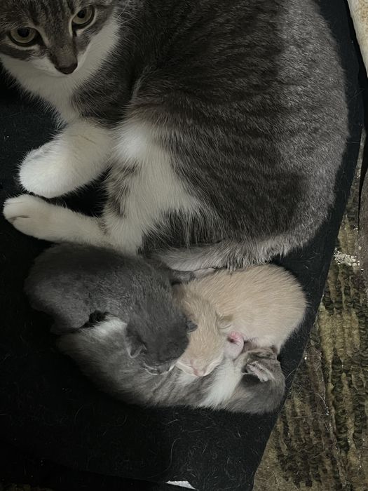 Отдам котят в хорошие руки