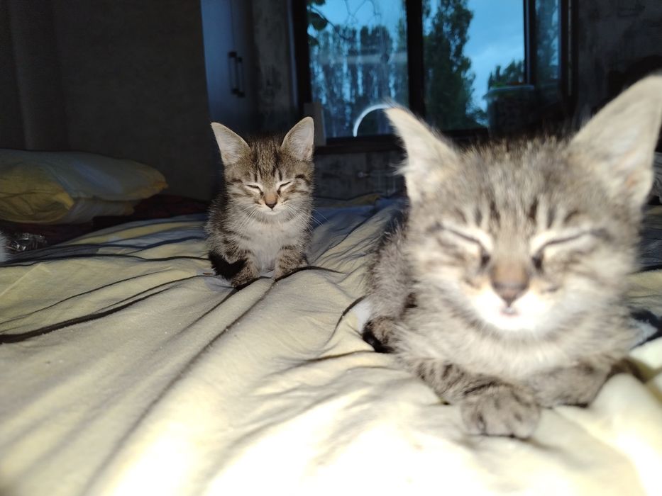 Tigrni mushik 2 oyli emizishdan chiqan