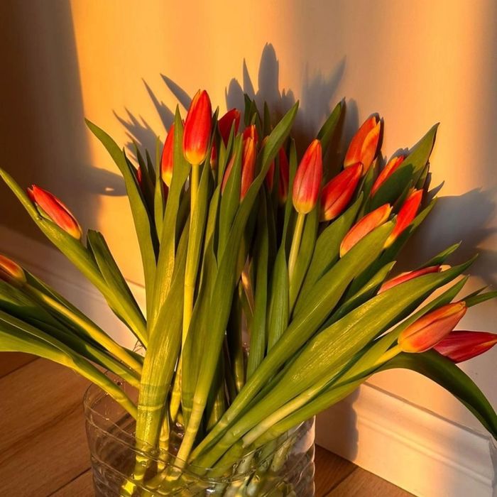 Голландские тюльпаны недорого