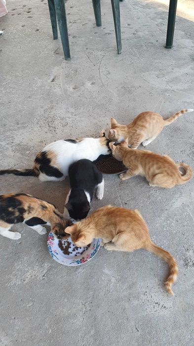 Малки котета – различни шарки