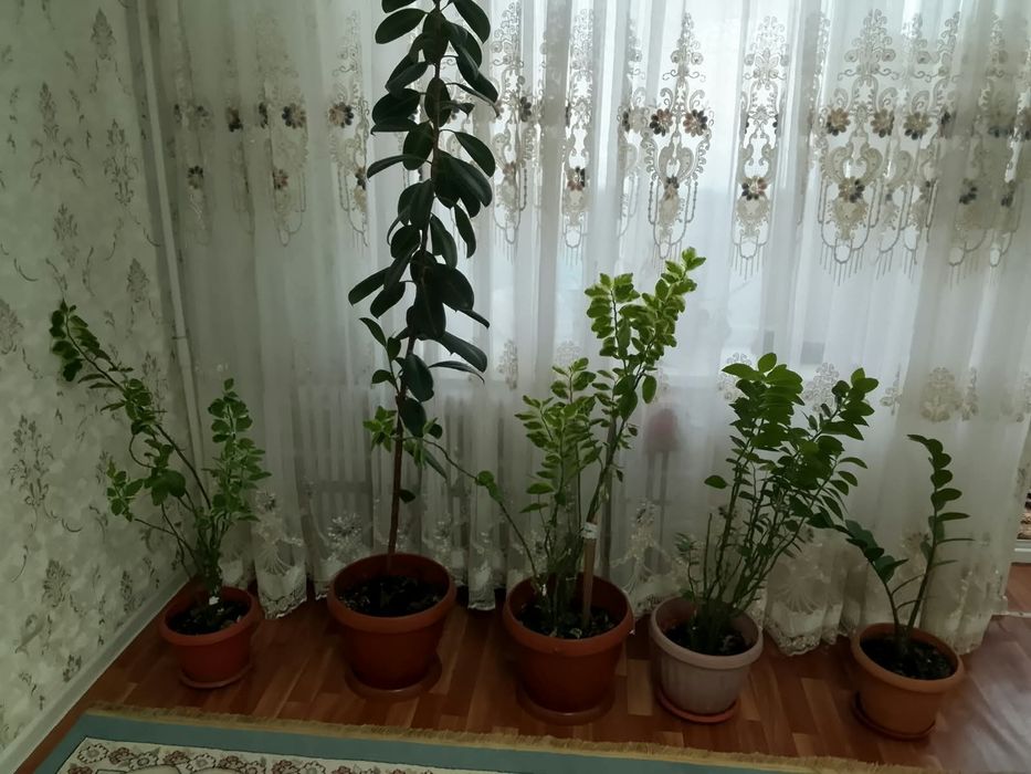 Продаю комнатные растения