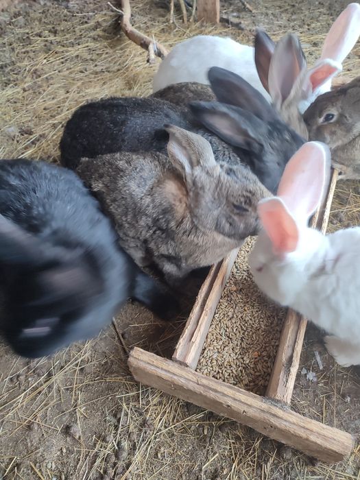 Продам  кролих и кролов