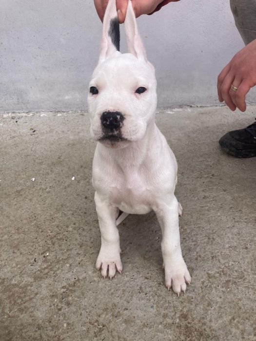 Dog argentinian disponibil