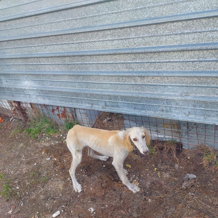 Қазақи тазы күшіктері