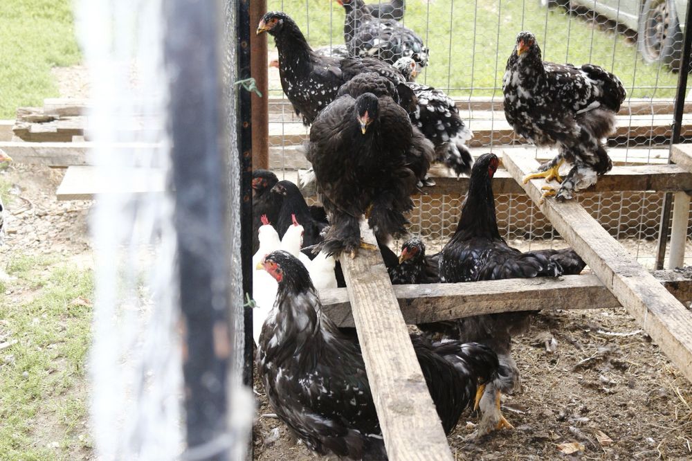 Vând păsări rasă pură Brahma Bobat