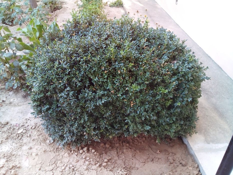 Шамшод кучатлари