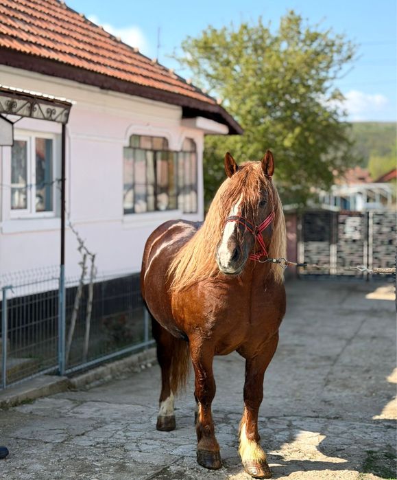 Cal de rasa semigrea