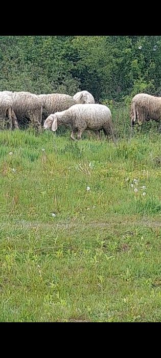 Oi de bergamasca de vânzare