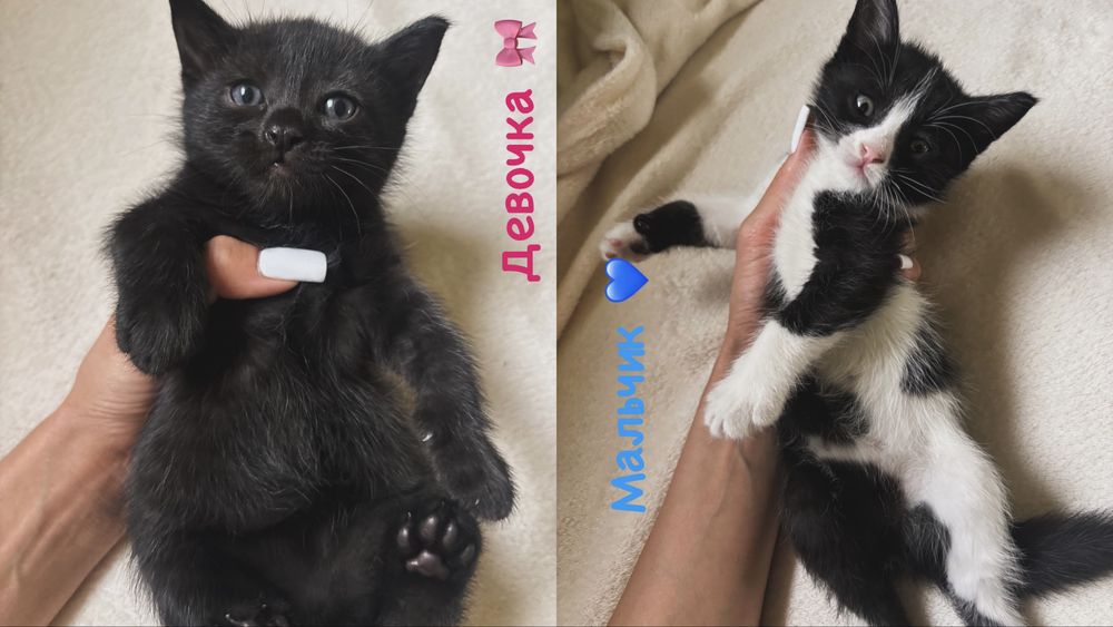 Малышки котята, мальчик и девочка