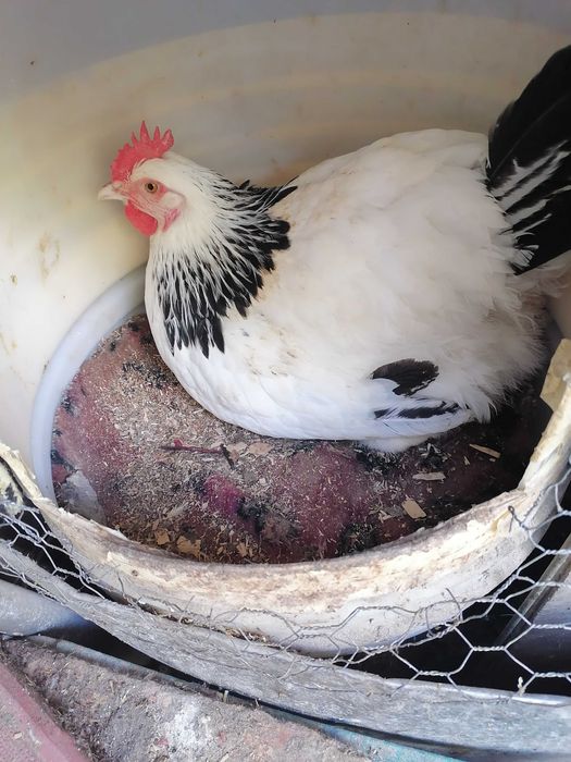 Ouă pentru incubat din rasa Sussex HD