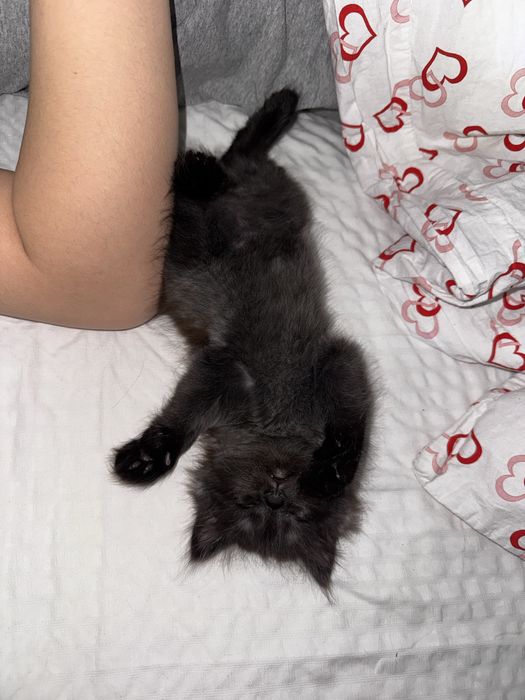 Котненок 1,5-2 месяца черный пушистый