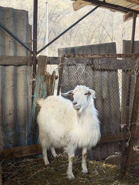 Теке-Ешкілер козлы и козы