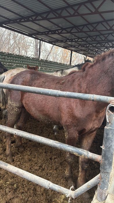 Семиз жылкылар сатылады
