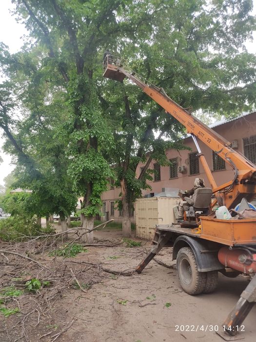 Спил,пилим деревья