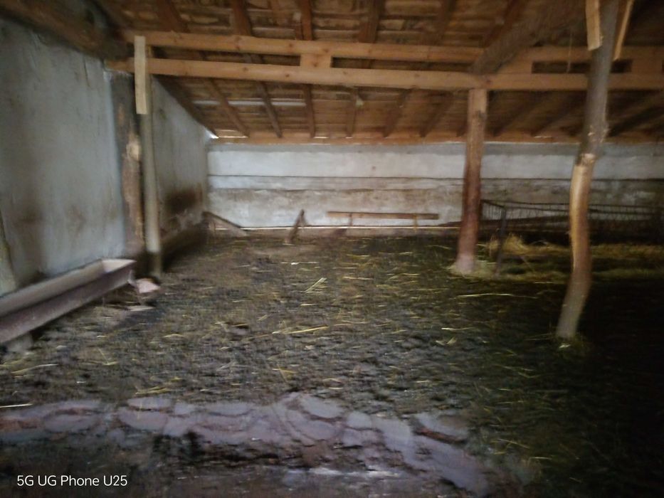 Угнила суха овча тор в чували