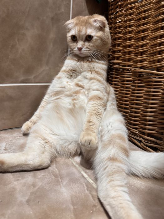 Вислоухие котята
