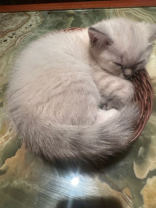 Шотландско право ухо коте