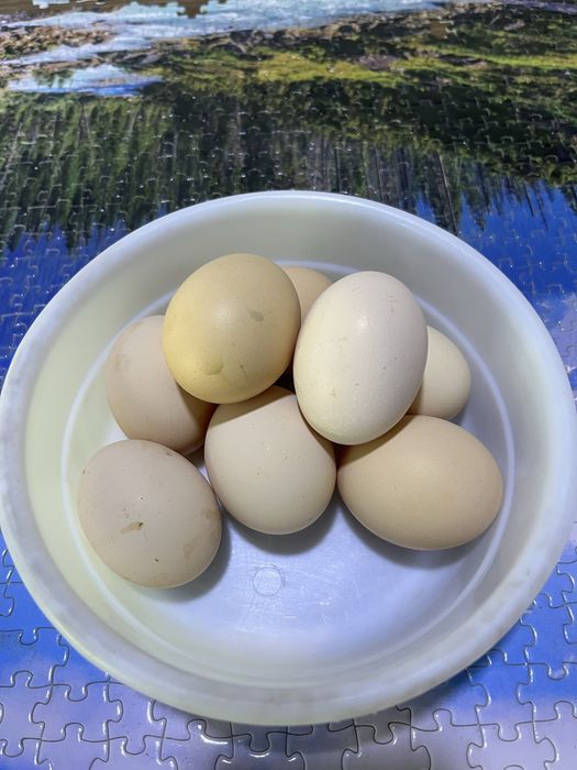 Honadon Tuhumlari