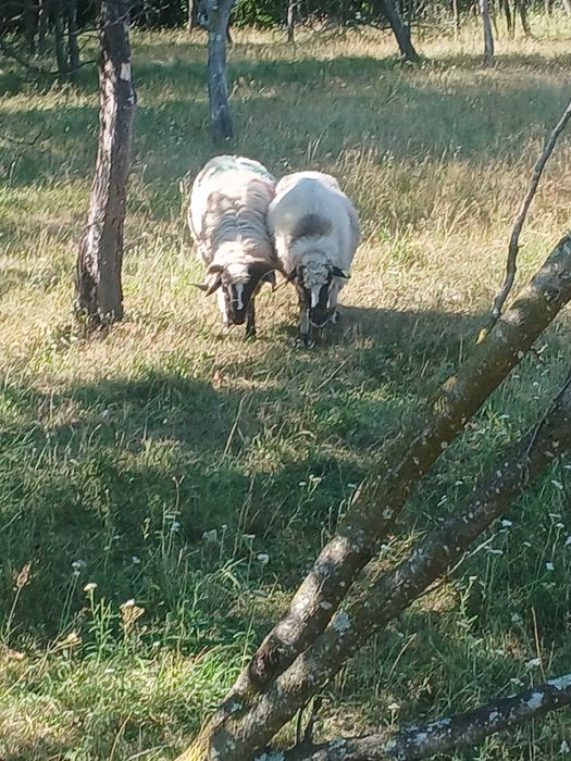 Vând 2 berbeci si o oaie