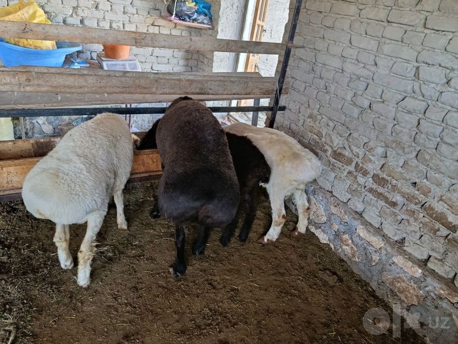 Qoʻchqorlar sotiladi toʻy marosimlari un ham boʻlaveradi