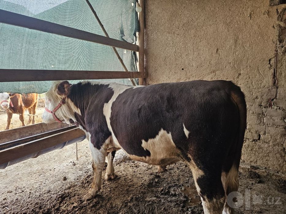 smental buqa sotiladi aksiyada 45. Milyon