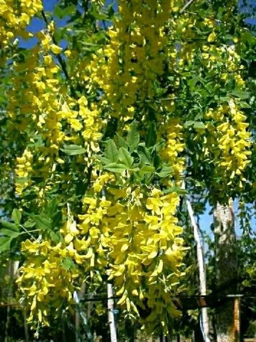 Златен дъжд - Laburnum wat.Vossii