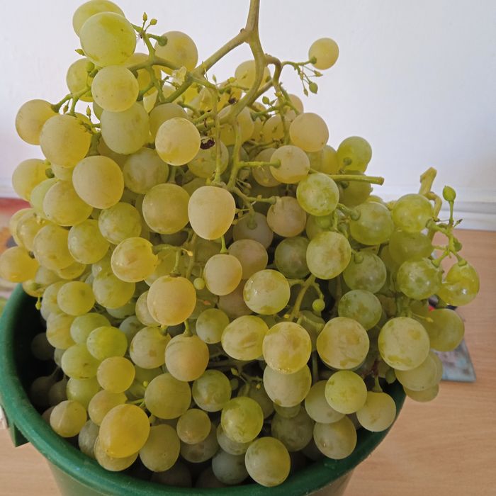 Продажа виноград.