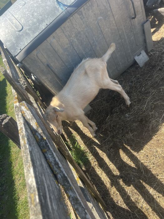 Vand sau schimb tap metis alpin francez mai multie detalii la numarul