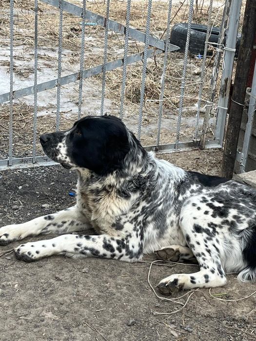 Продам щенка Алабая