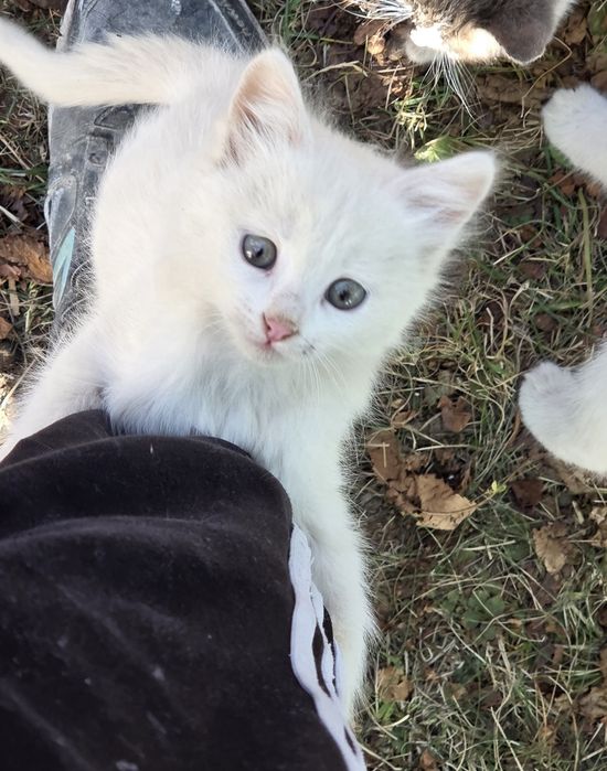 Коте на 2 месеца  Турска ангорска