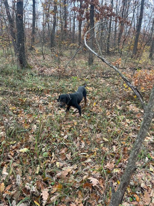 Продавам две ловни гончета