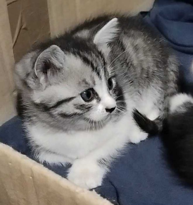 Подарявам котнца
