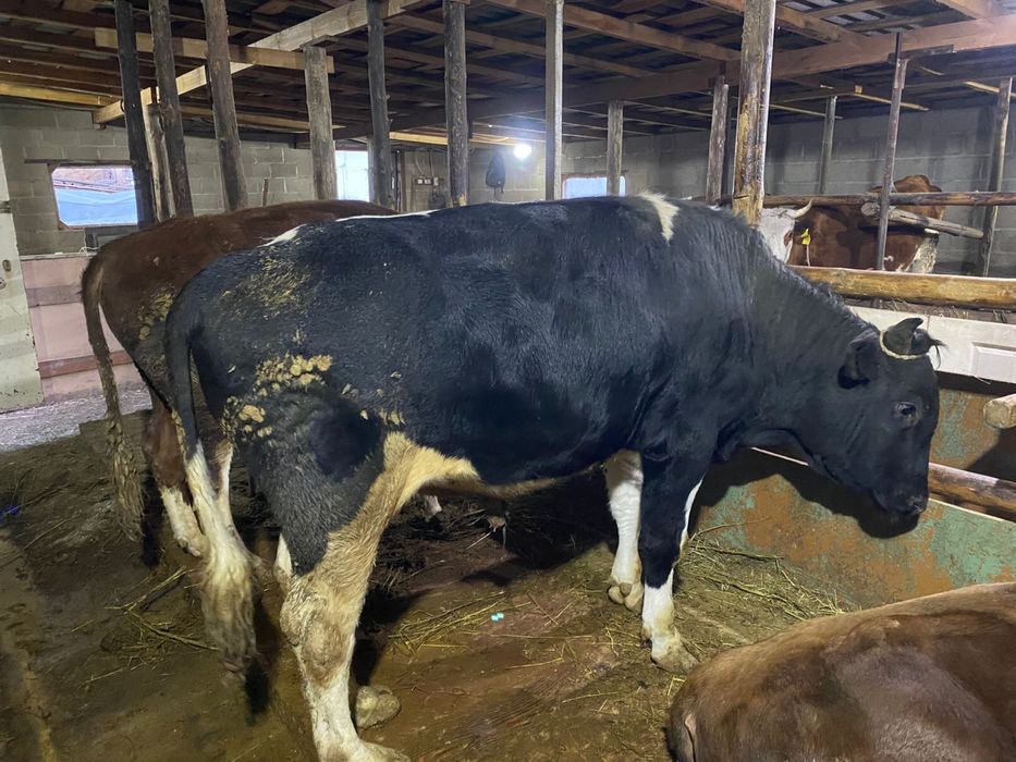 Жемде тұрған бұқалар сатылады