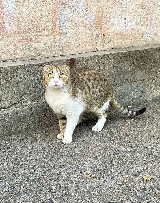 Красивые котики бесплатно