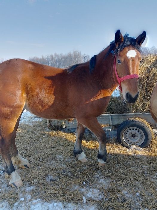 Mânză murgă de vânzare