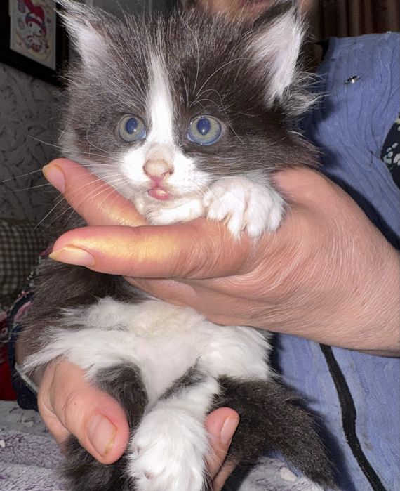 Сиамские котята очень пушистые и красивые