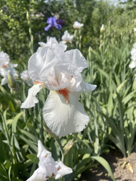 Цветок Ирис касатик или петушок