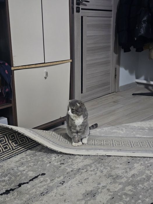 Мысык тукымды.. бесплатно