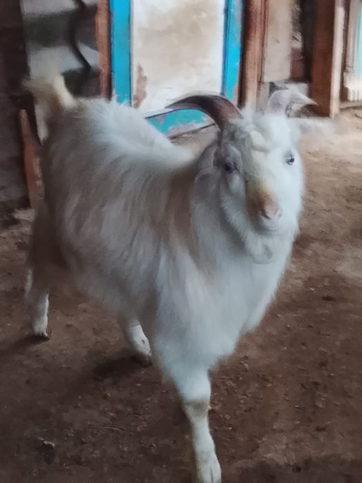 теке лак сатылады