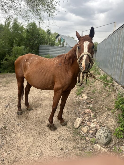 Буаз биелер     .